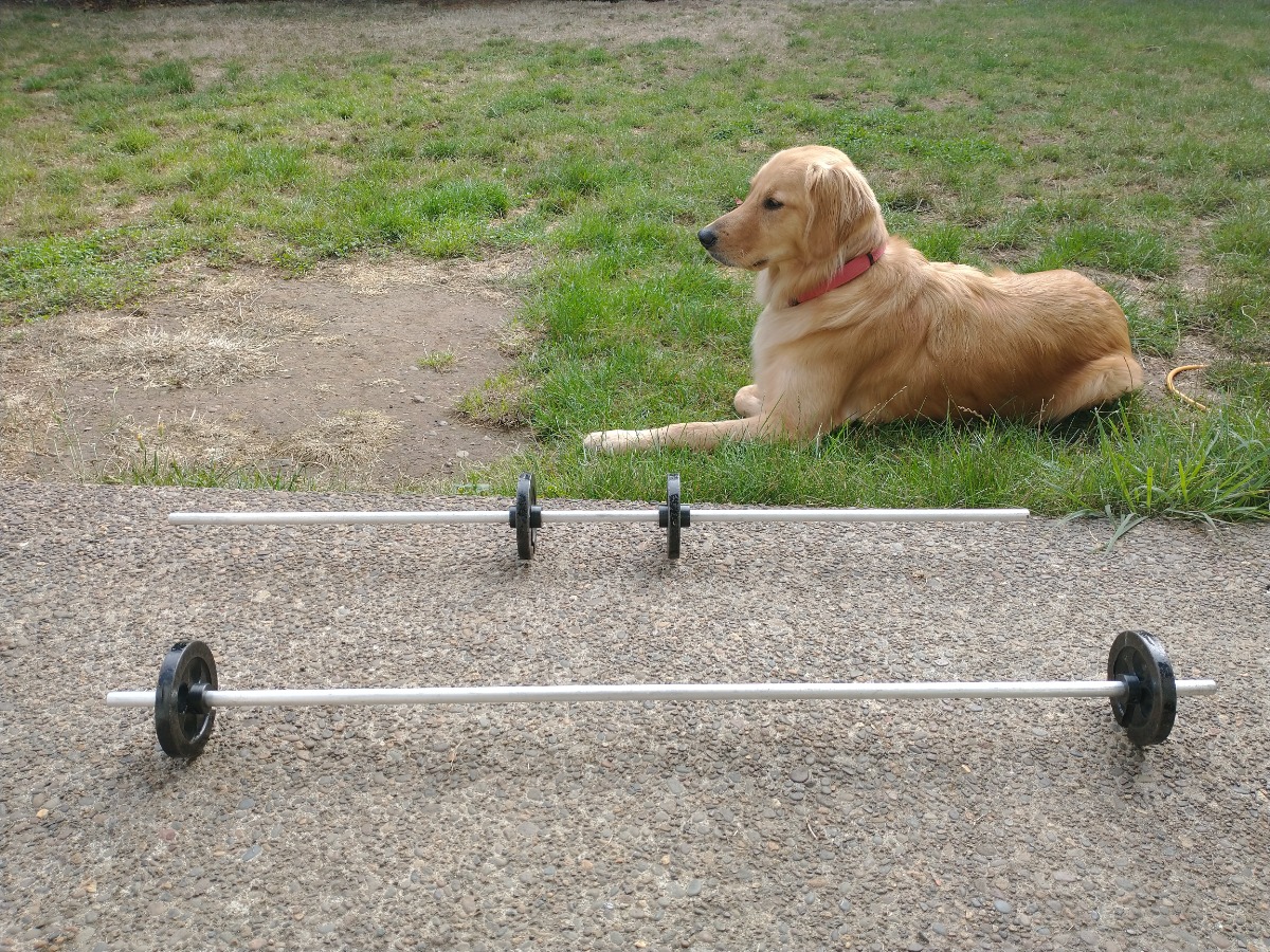 A golden retriever and two barbells, one with weights at the far ends and one with weights about halfway from the middle.